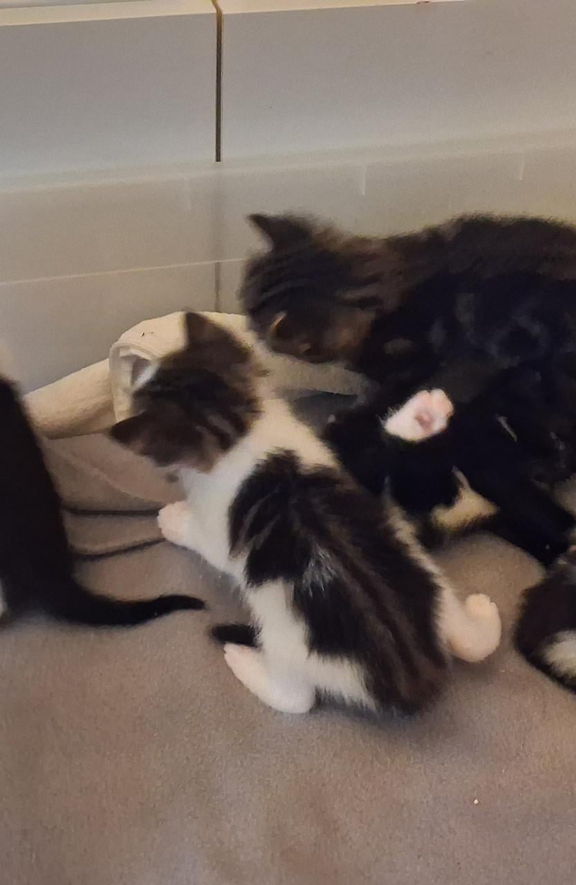 Nog 3 kittens over