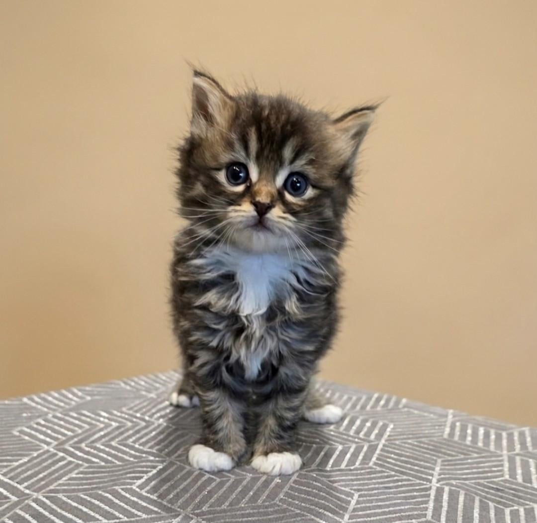 Nog 2 mooie kittens beschikbaar!