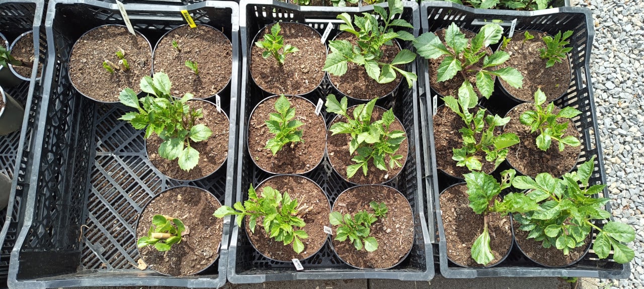'Mooie Dahlia's te koop in 3 liter pot ! Diverse kleuren aangeboden.