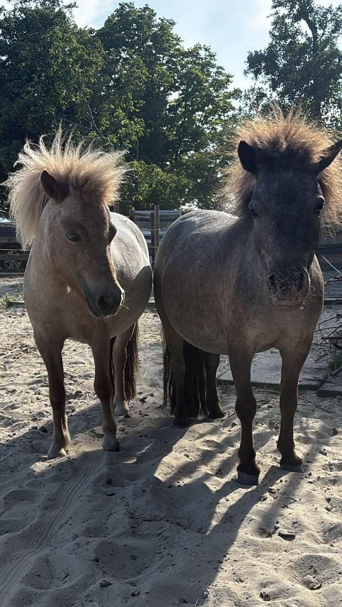 Leuk verzorgadres voor 3 lieve minipaardjes/pony’s gemeente Goes SHK
