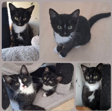 Kittens kitten poes poesjes kat katjes