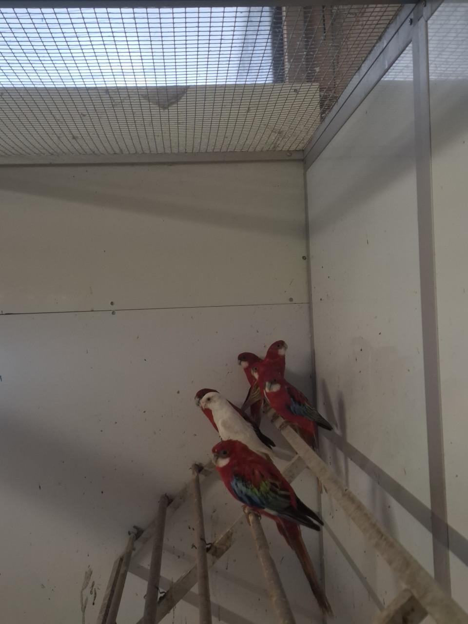 Diverse soorten rosella's