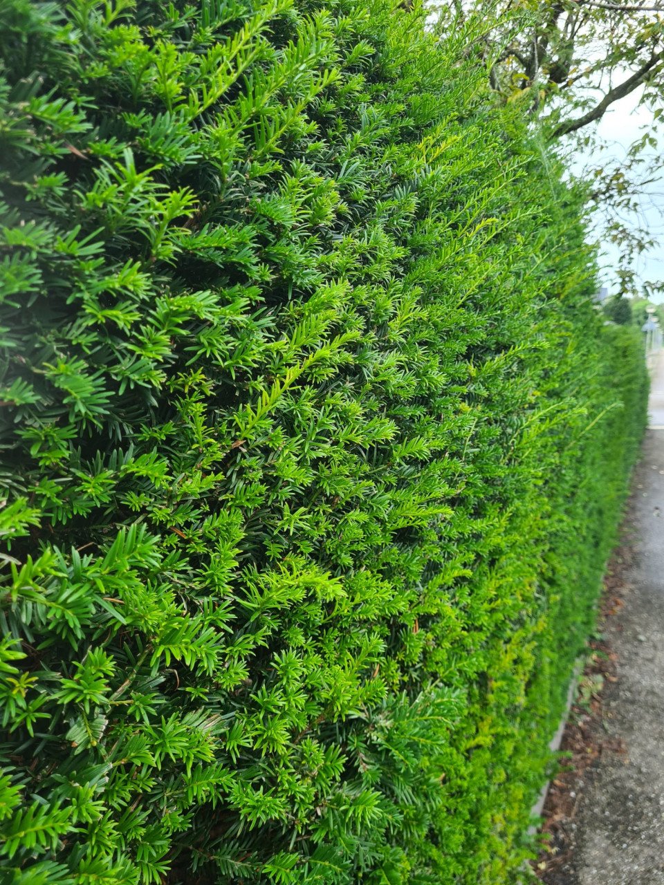 Taxus Baccata haagplanten diverse maten