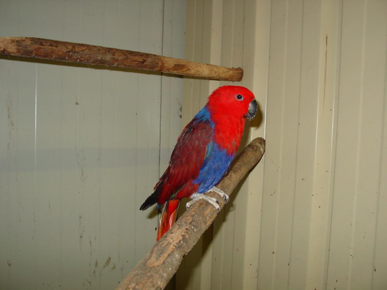 Kweekpapren NG Edelpapegaaien