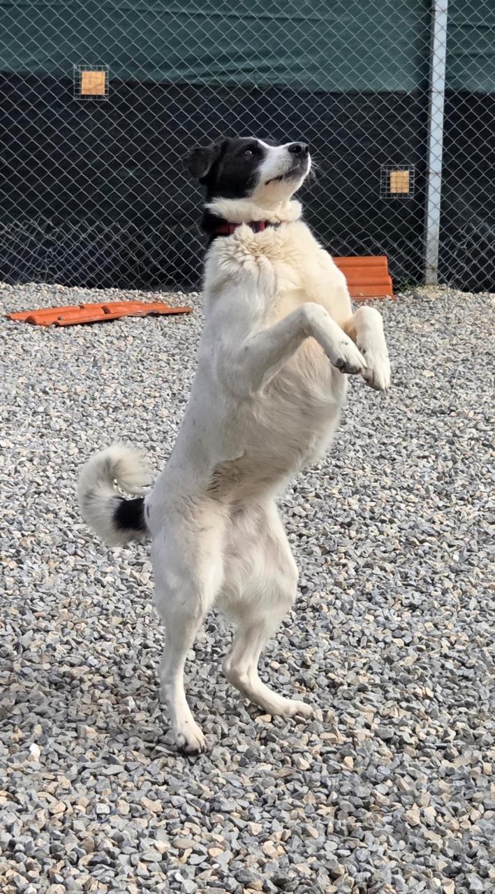 Hond zoekt baasje