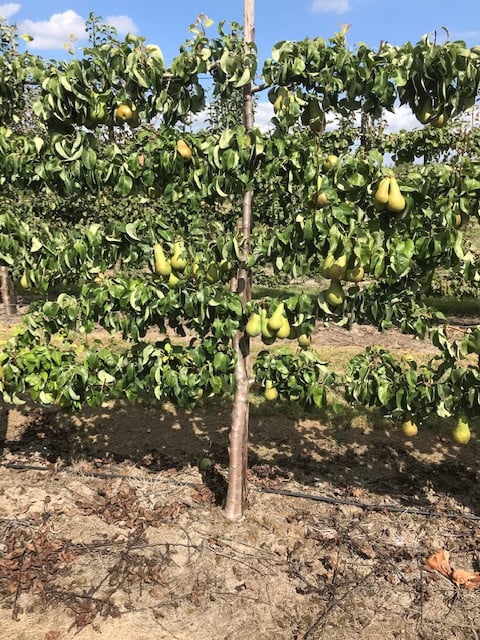 Fruitbomen in leivorm / Leibomen / Peer (Voorverkoop)