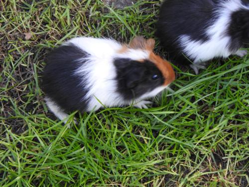 Cavia Zeug