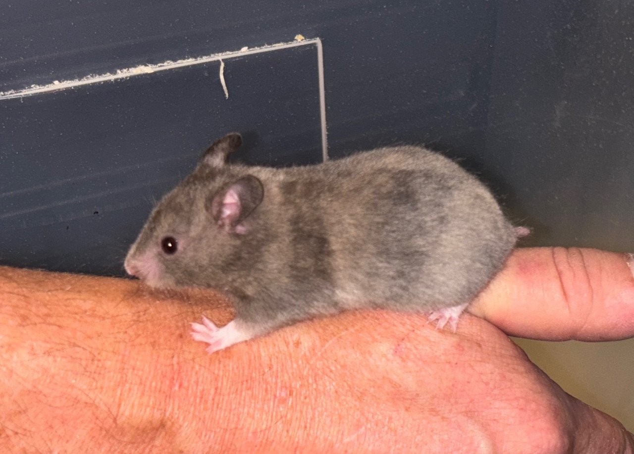 Syrische hamster/ goudhamster