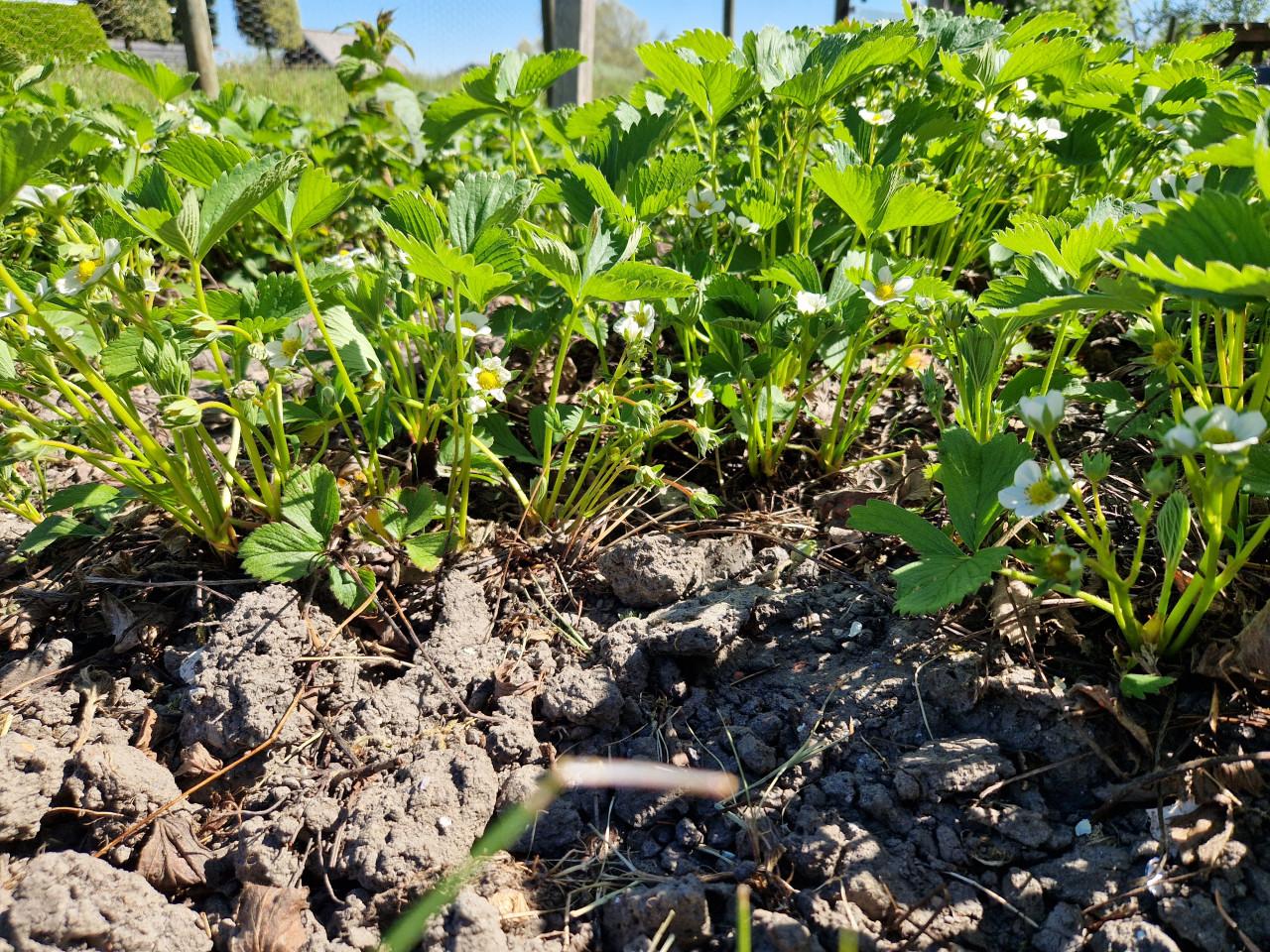 Aardbeienplantjes Biologische zoete doordrager!
