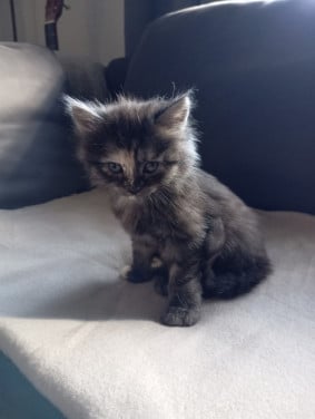 Kittens