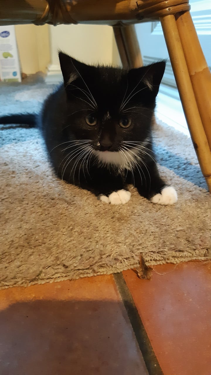 Kittens