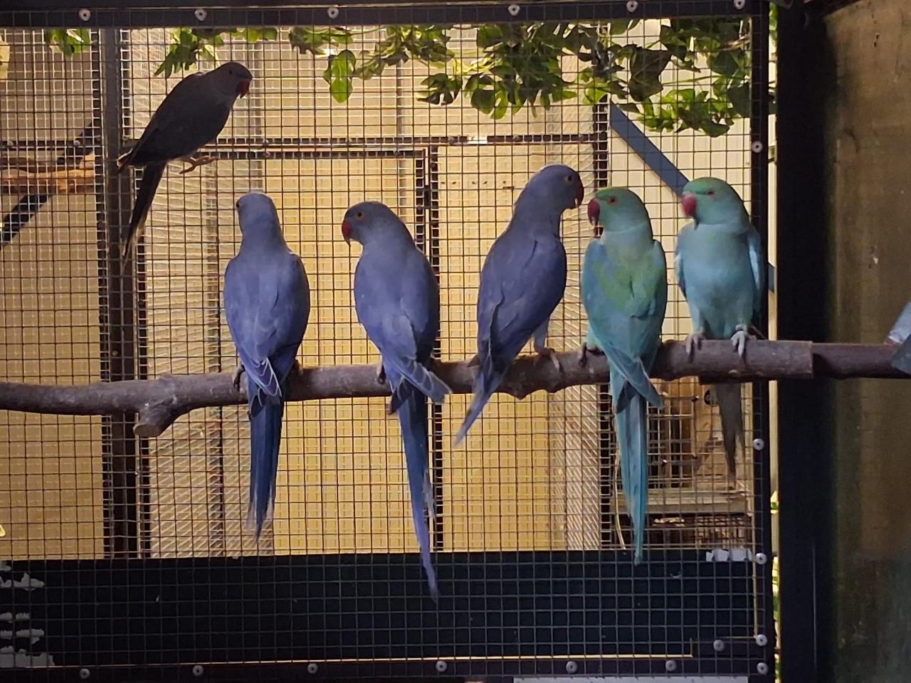 4-2 Halsbandparkieten violet, turquoise