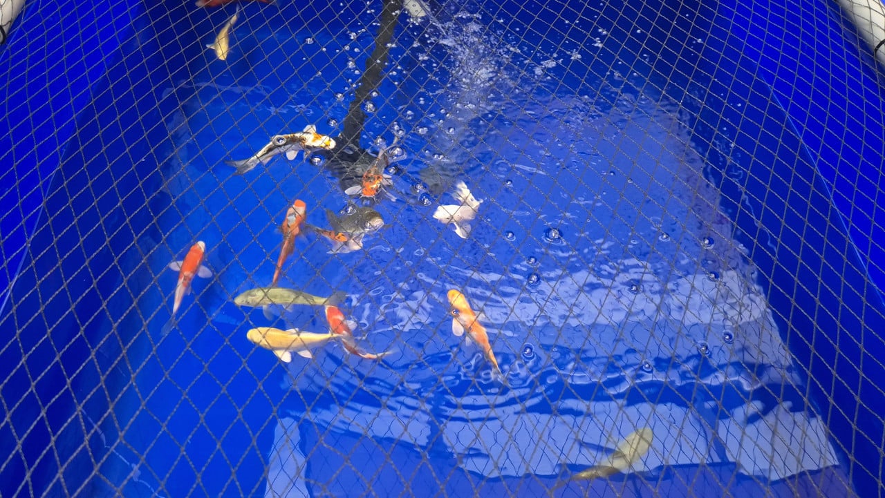 Mooie koi