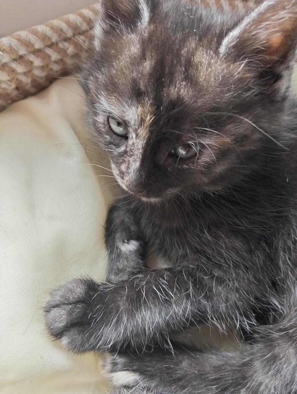 Kittens