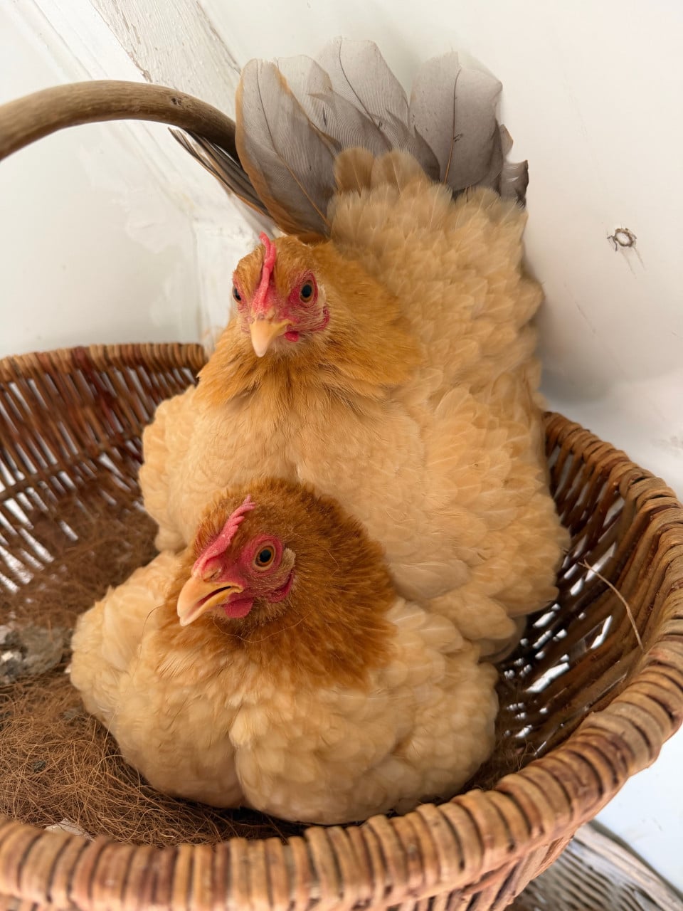 Twee serama hennetjes 1 jaar oud