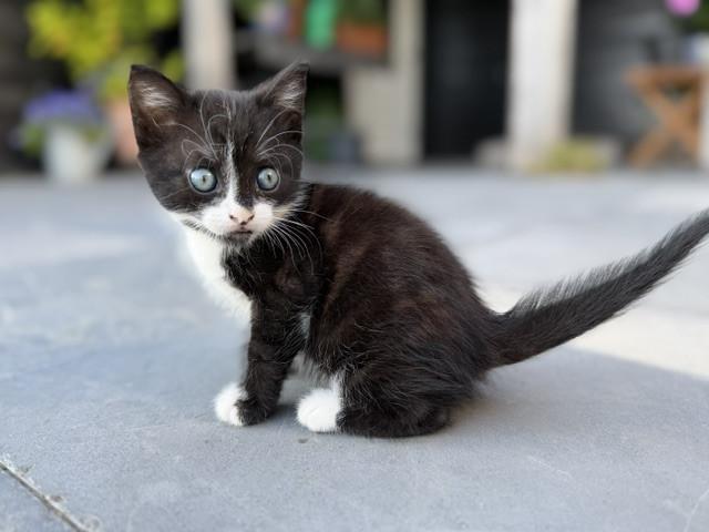 Kitten