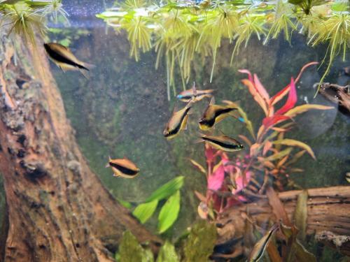 5 keizertetras te koop