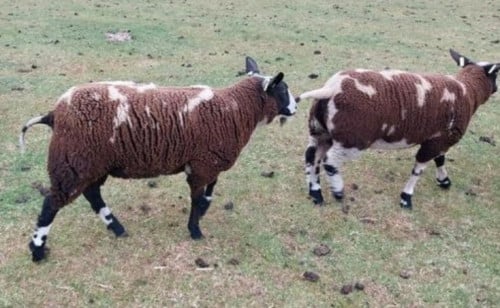 Schaap schapen ram rammen