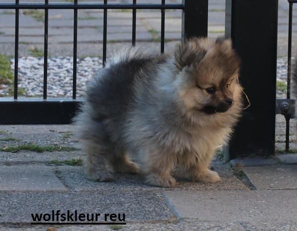 Pomeriaan pups beschikbaar