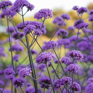 IJzerhard plantjes
