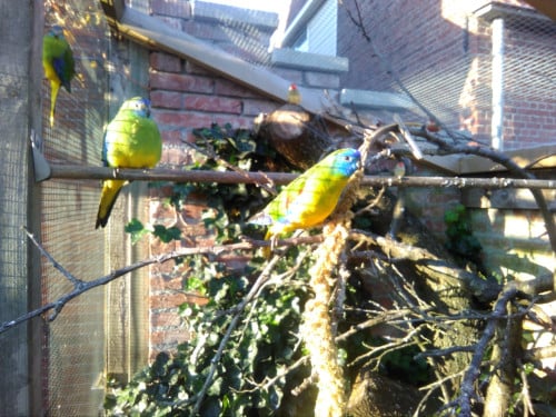 Turquoisine parkieten