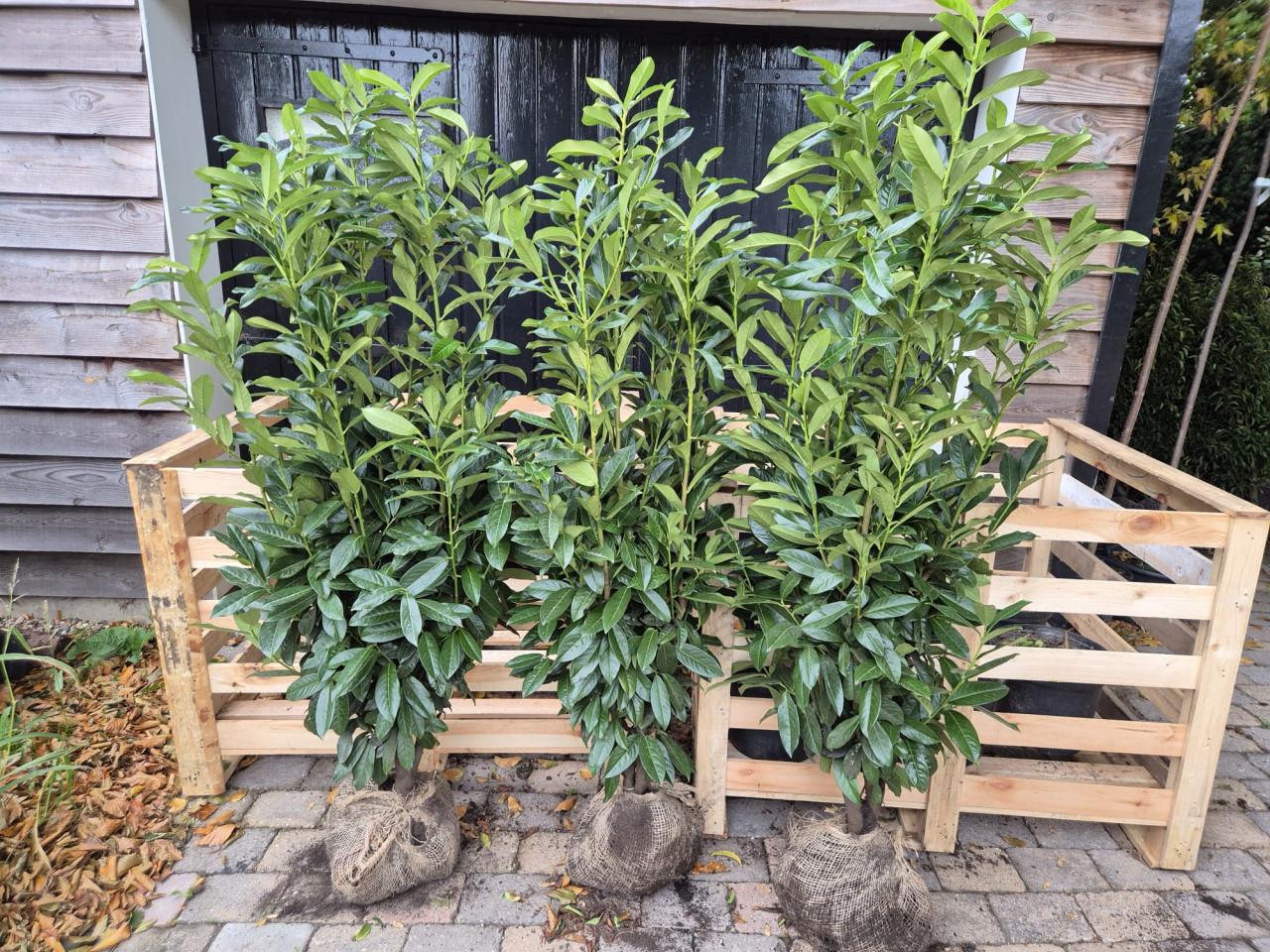 Prunus Genolia haagplanten 150-175 cm