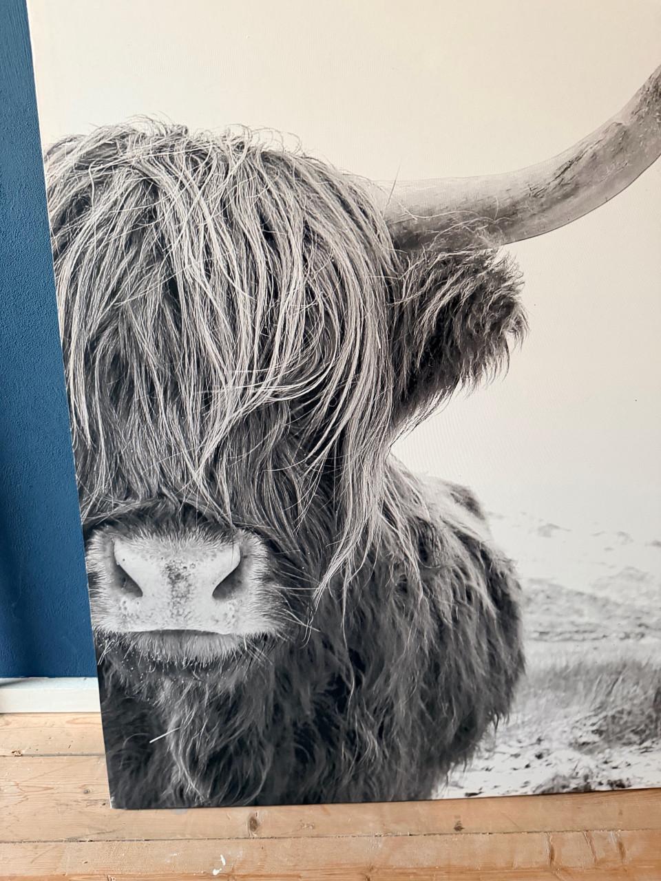 Canvasdoek met schotse hooglander te koop.