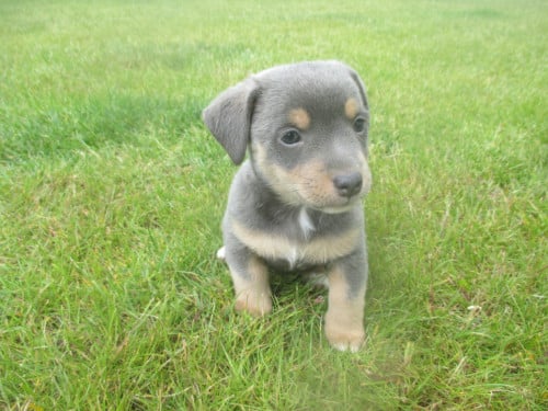 Prachtige jack russell pups