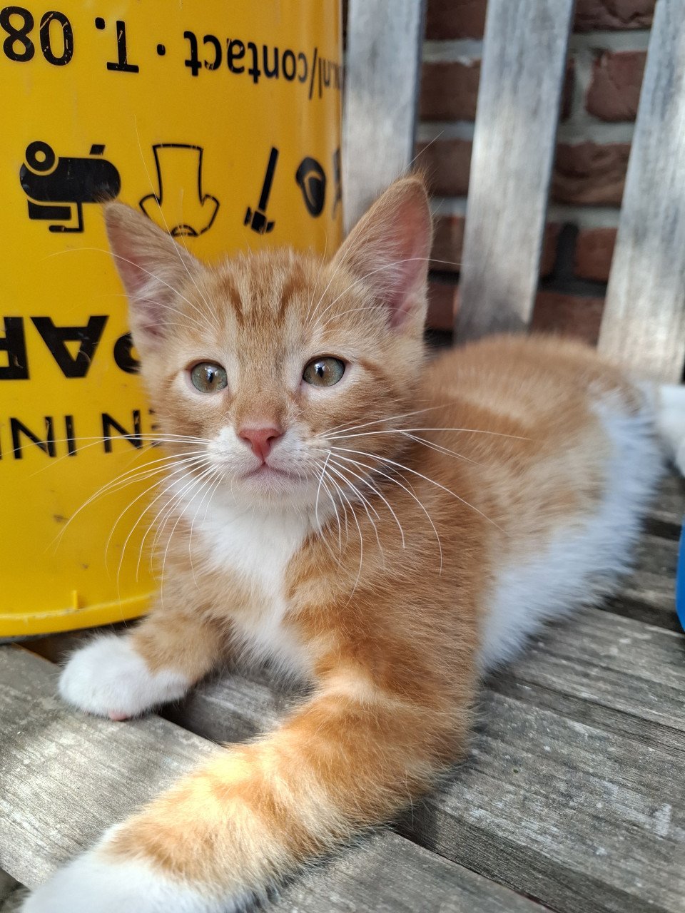 4 kittens