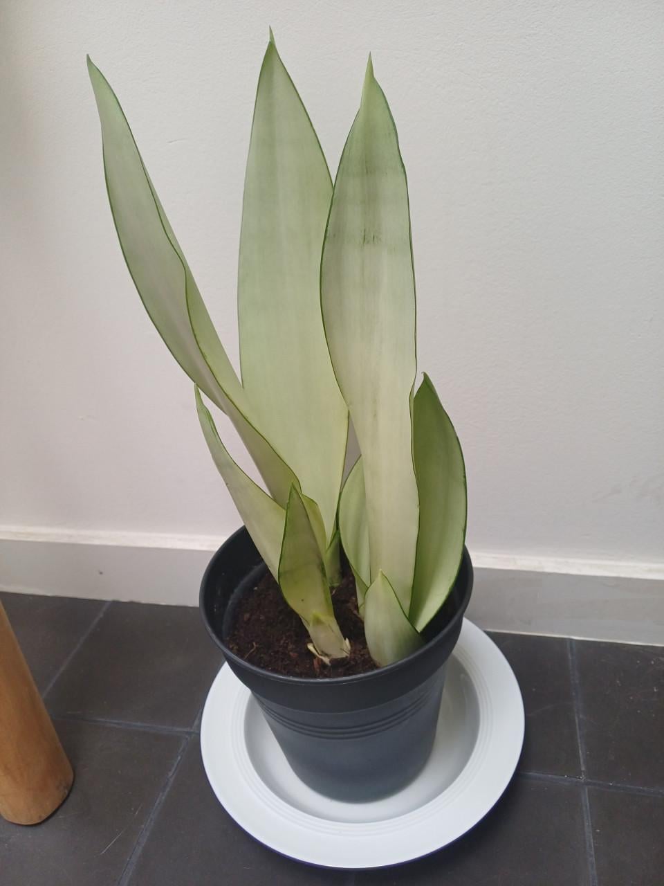 Prachtige volgroeide STEKKEN van de Sansevieria Moonshine
