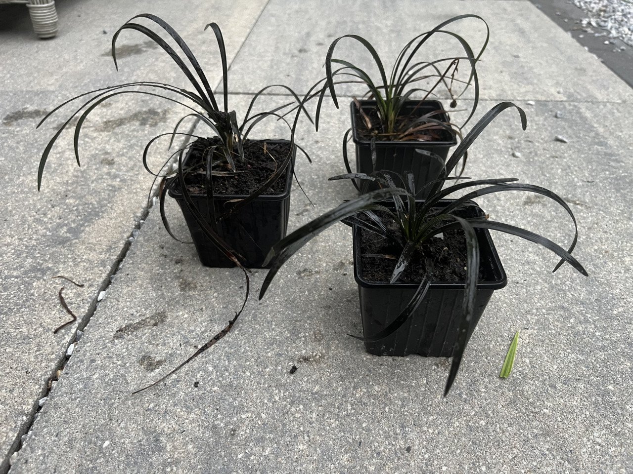 Siergras Slangenbaard (Ophiopogon planiscapus 'Nigrescens')