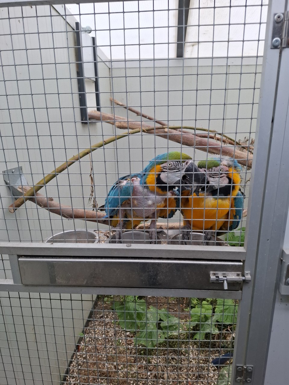 Koppel blauwgele ara's