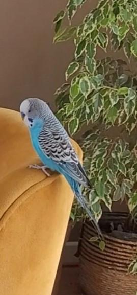 Vermist Blauwe grasparkiet