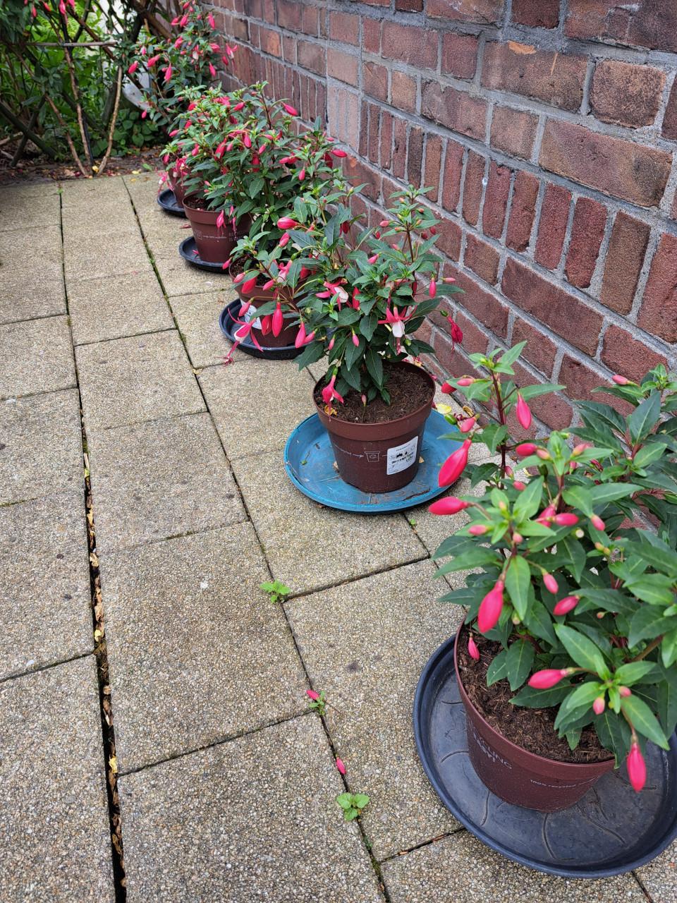 VERSCHILLENDE TUINPLANTEN