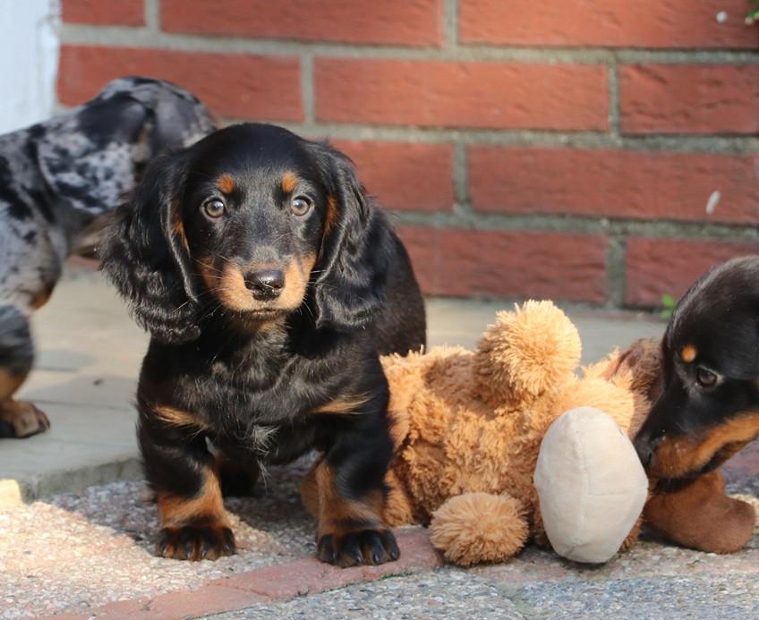 Dwerg Teckel pups