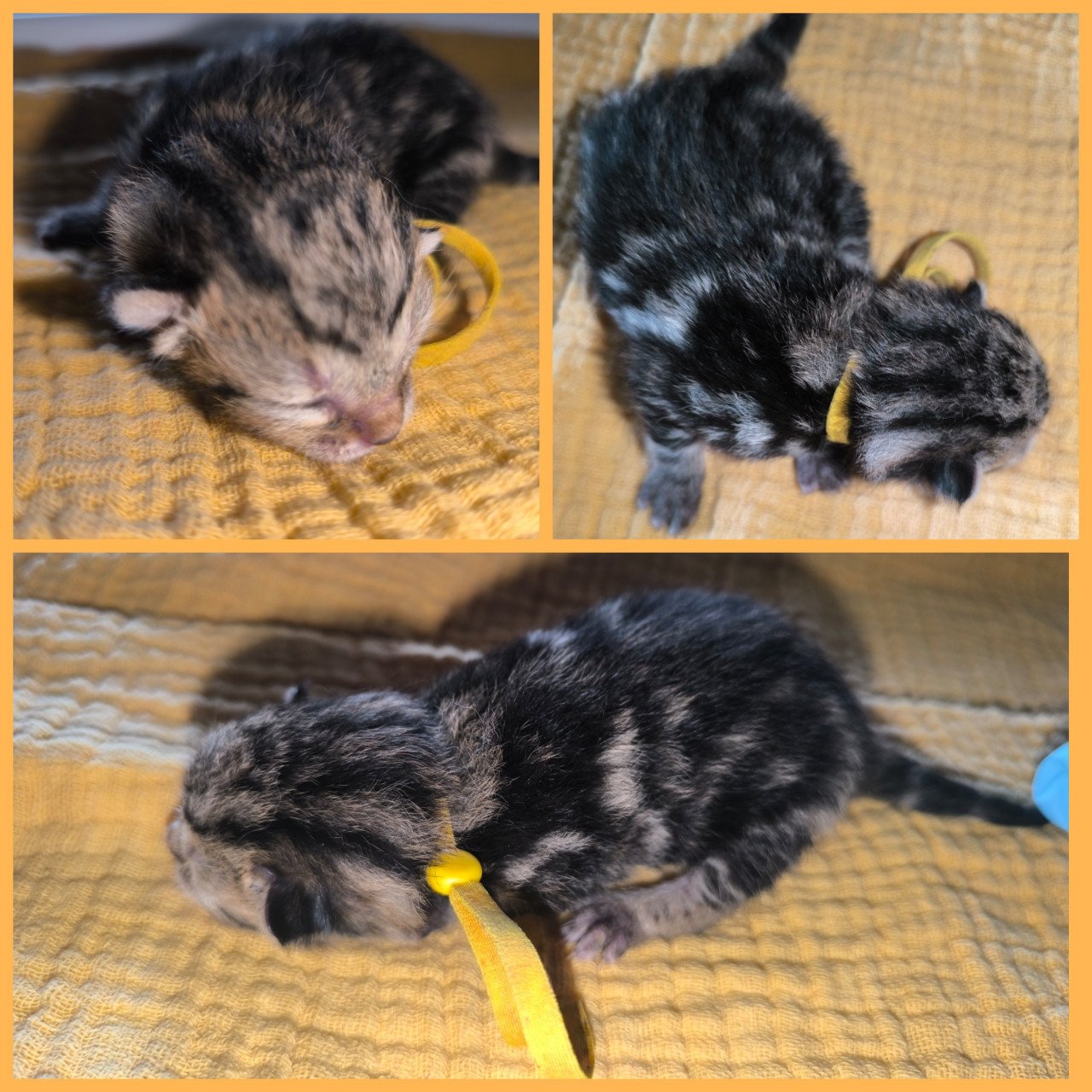 4 mooie katers beschikbaar