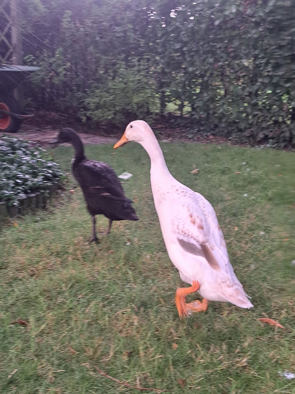 Twee indische loopeenden