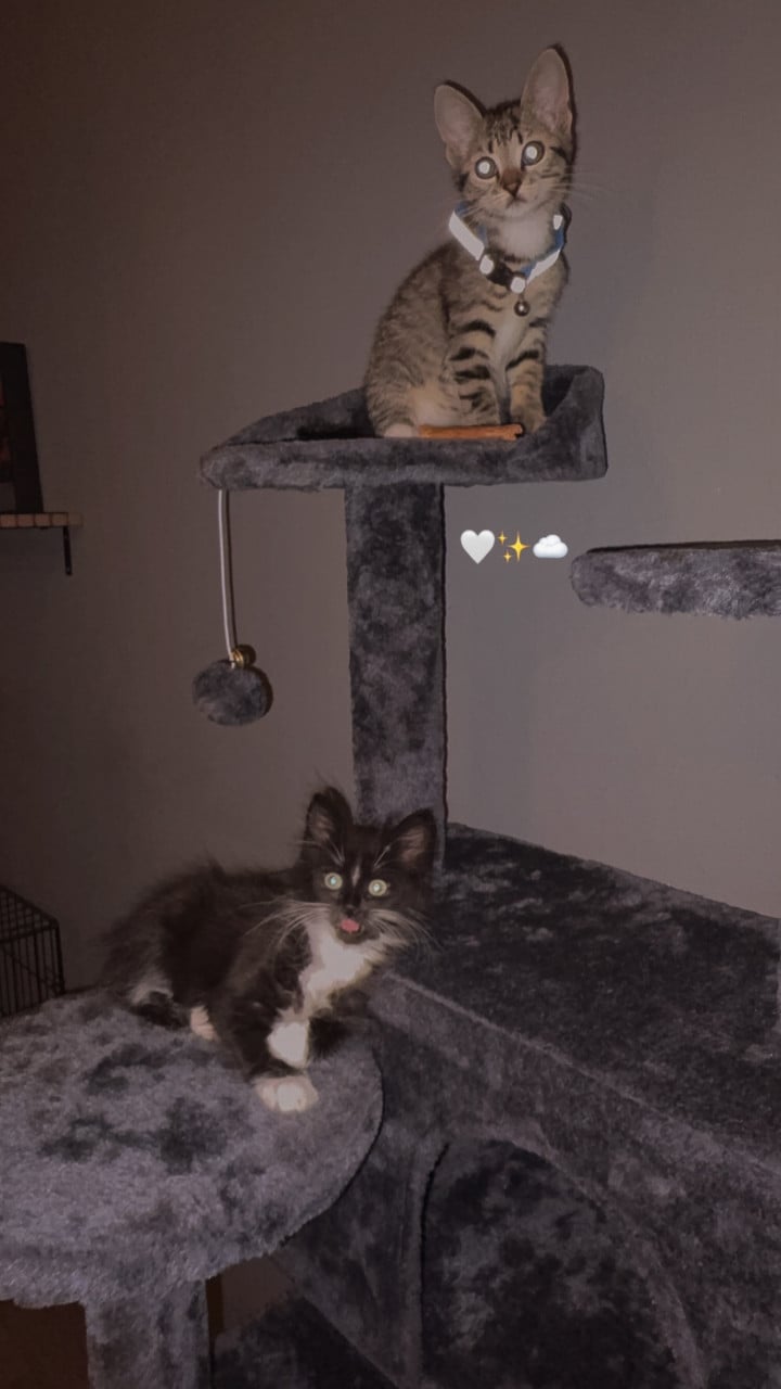 Kittens (vrouwtjes)