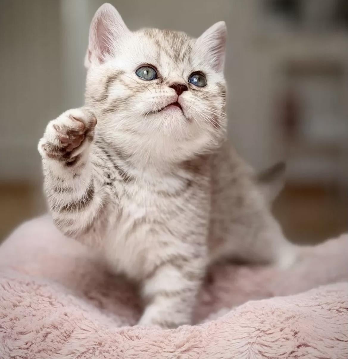 Lieve mooie kittens