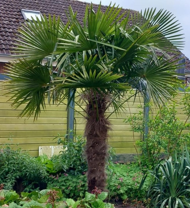 Jonge Trachycarpus Fortunei 20 cm hoog.