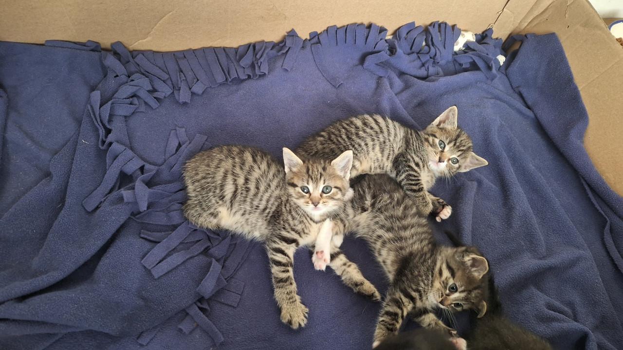 Kittens
