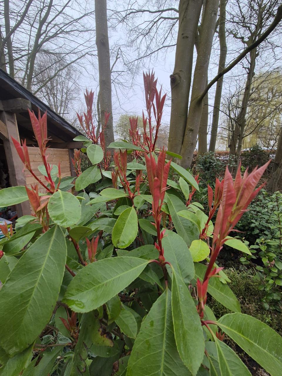 Photinia Fraseri - Red Robin op stam