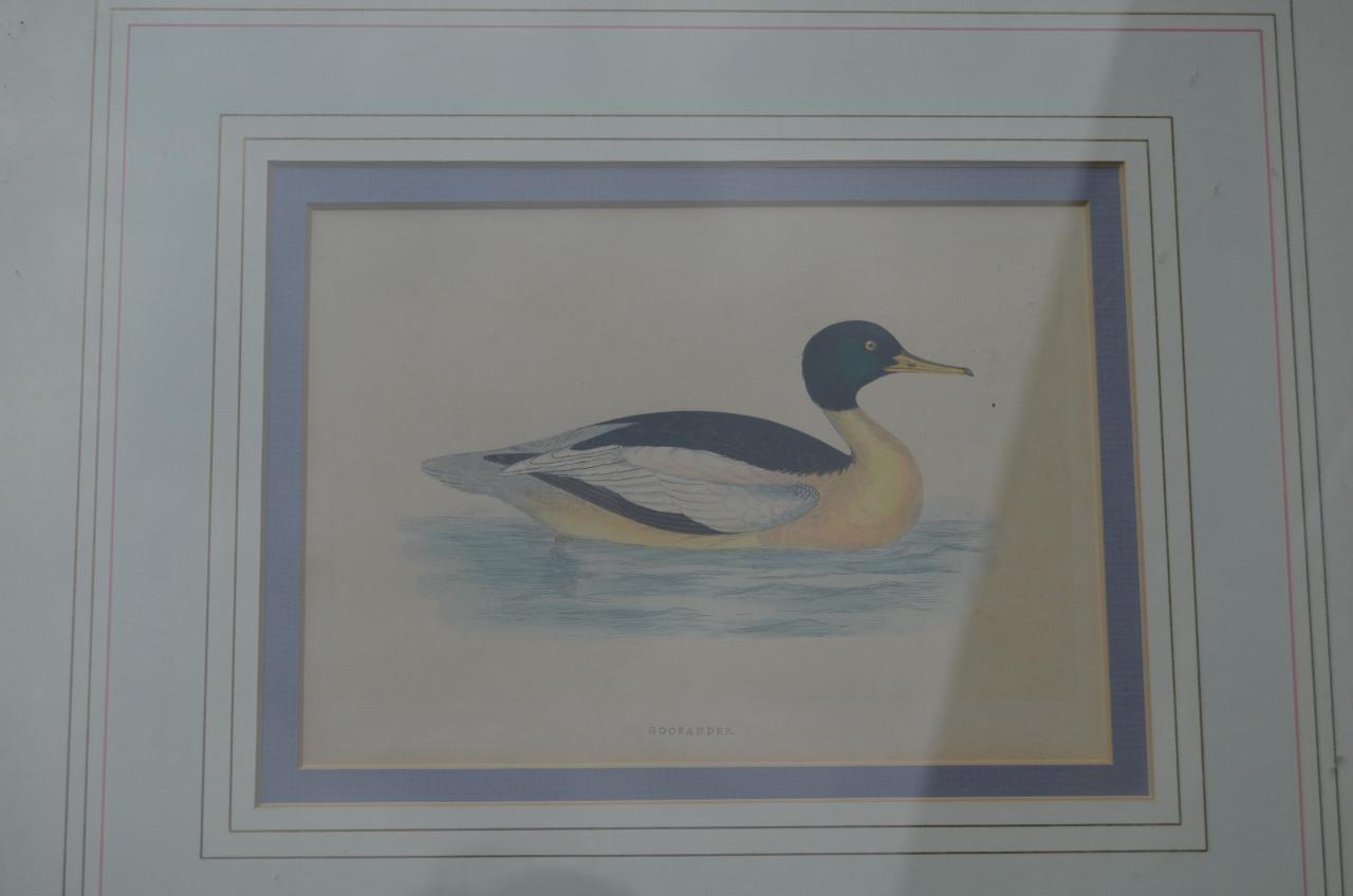 Fraaie handgekleurde litho 'Goosander' (Grote Zaagbek) 1868
