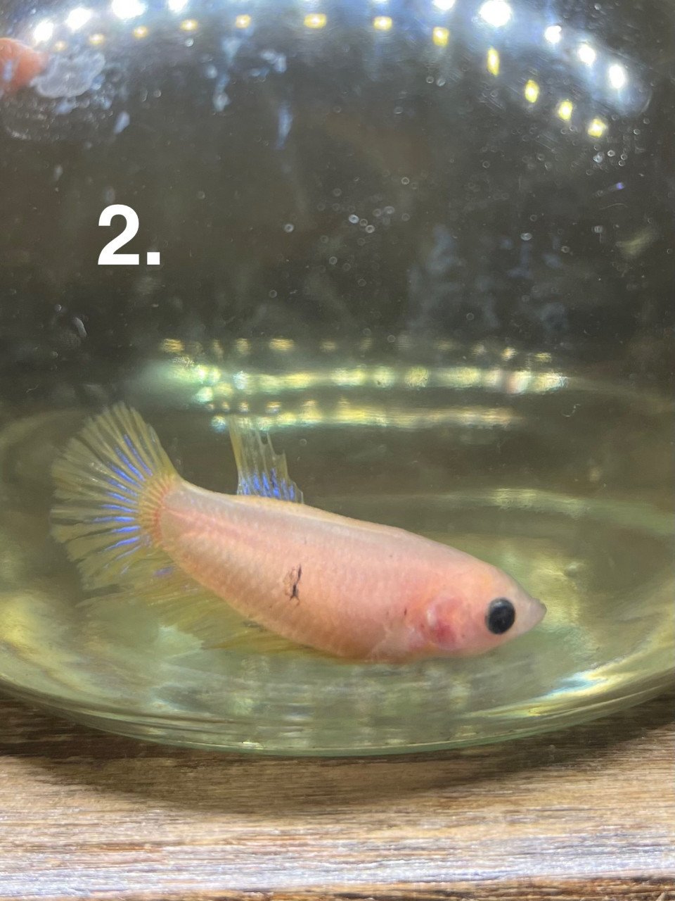 Betta vissen vrouw 7 stuks