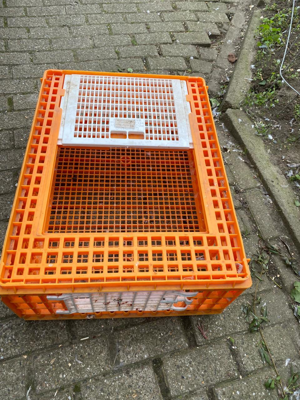 Kippenkrat
