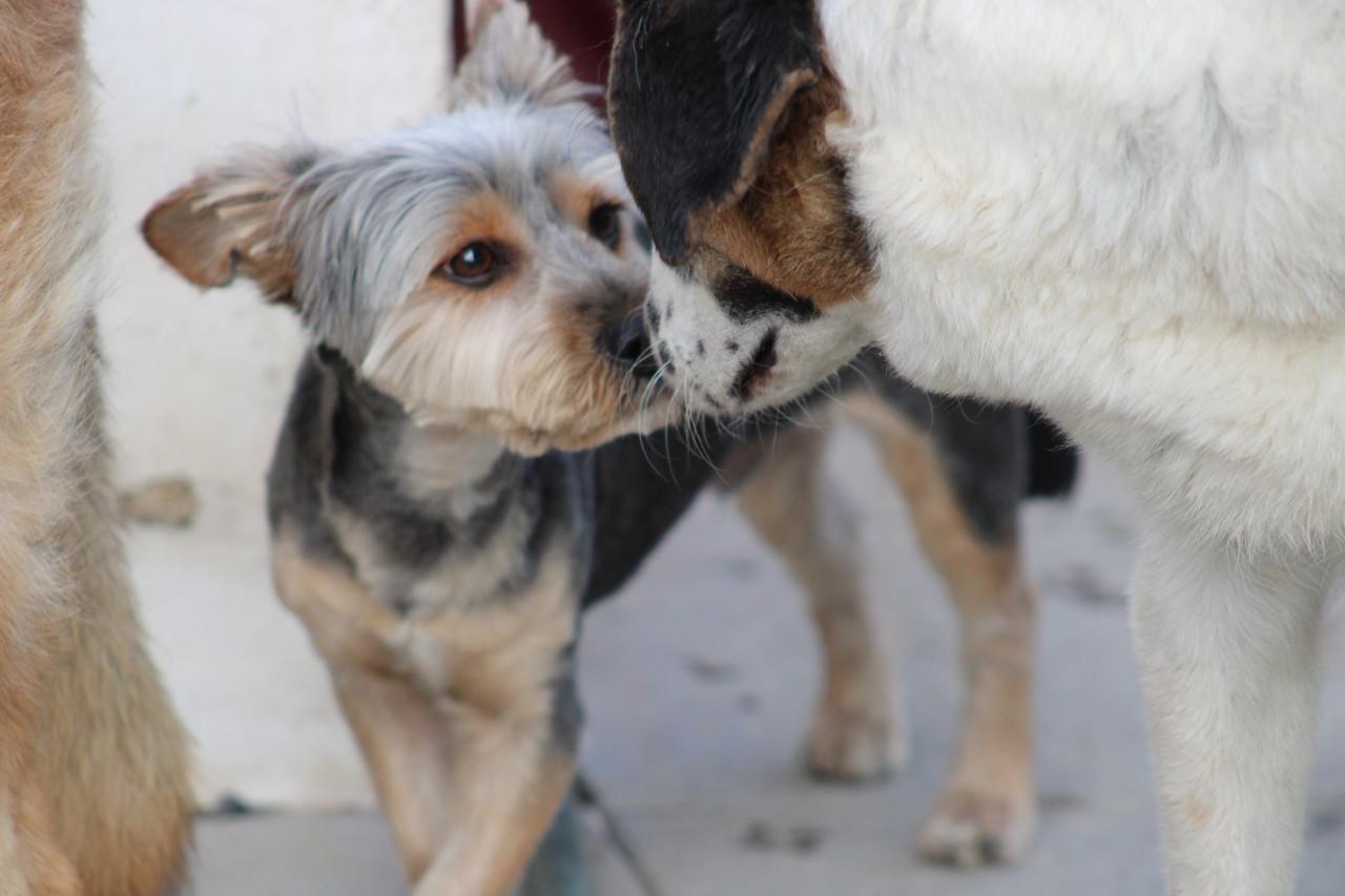 Alora Dog Rescue: Donny, deze lieverd zoekt een baasje