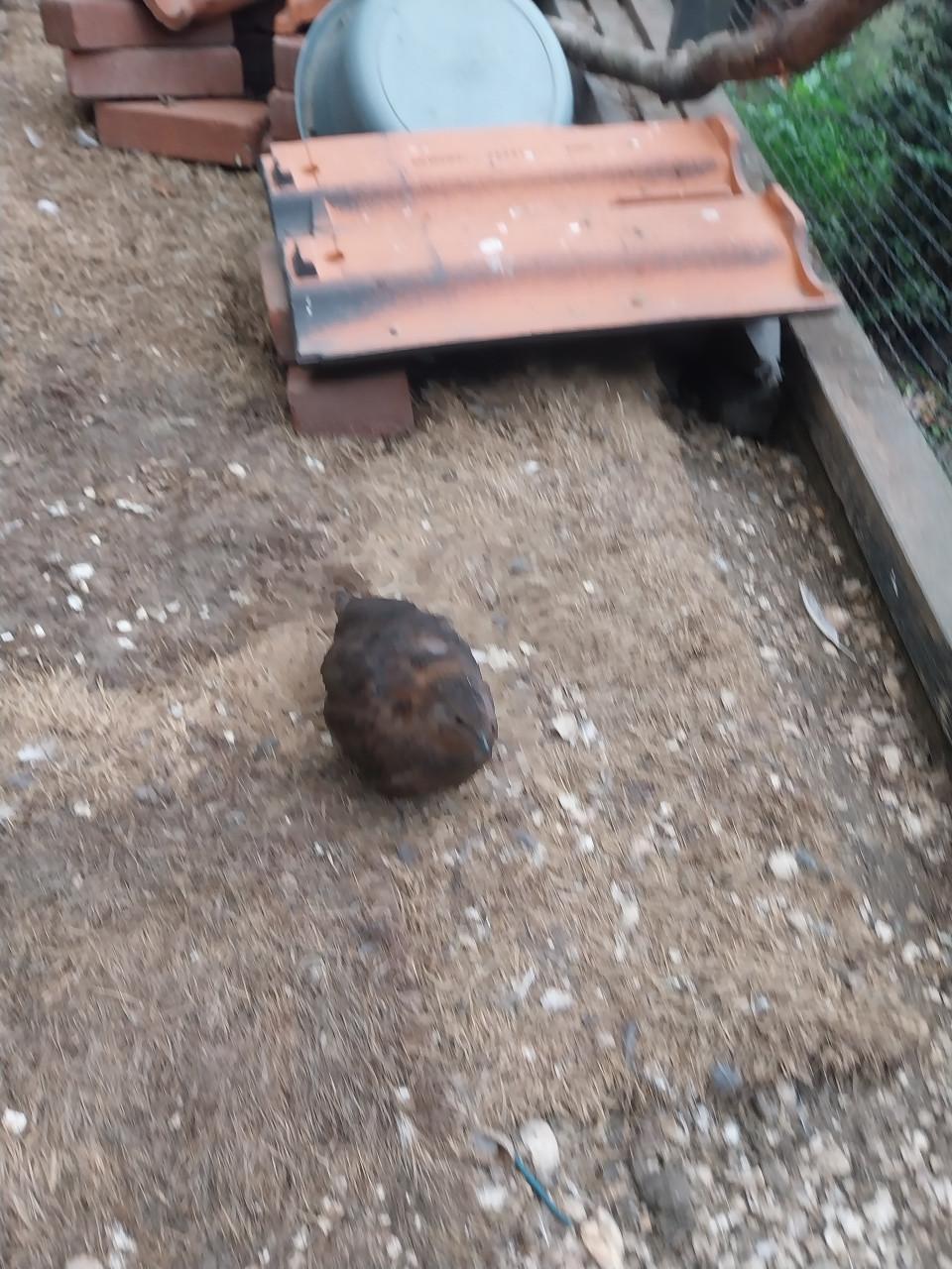 Te koop 3 japense kwartels vrouwtjes bruin