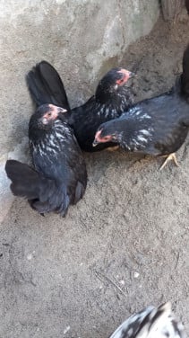 Chabo kriel hennetjes