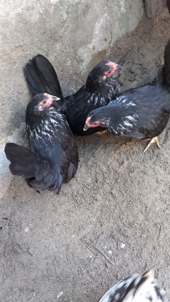 Chabo kriel hennetjes