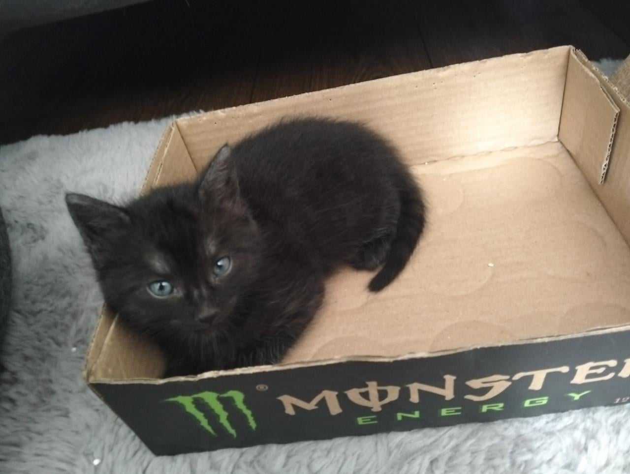 Kittens